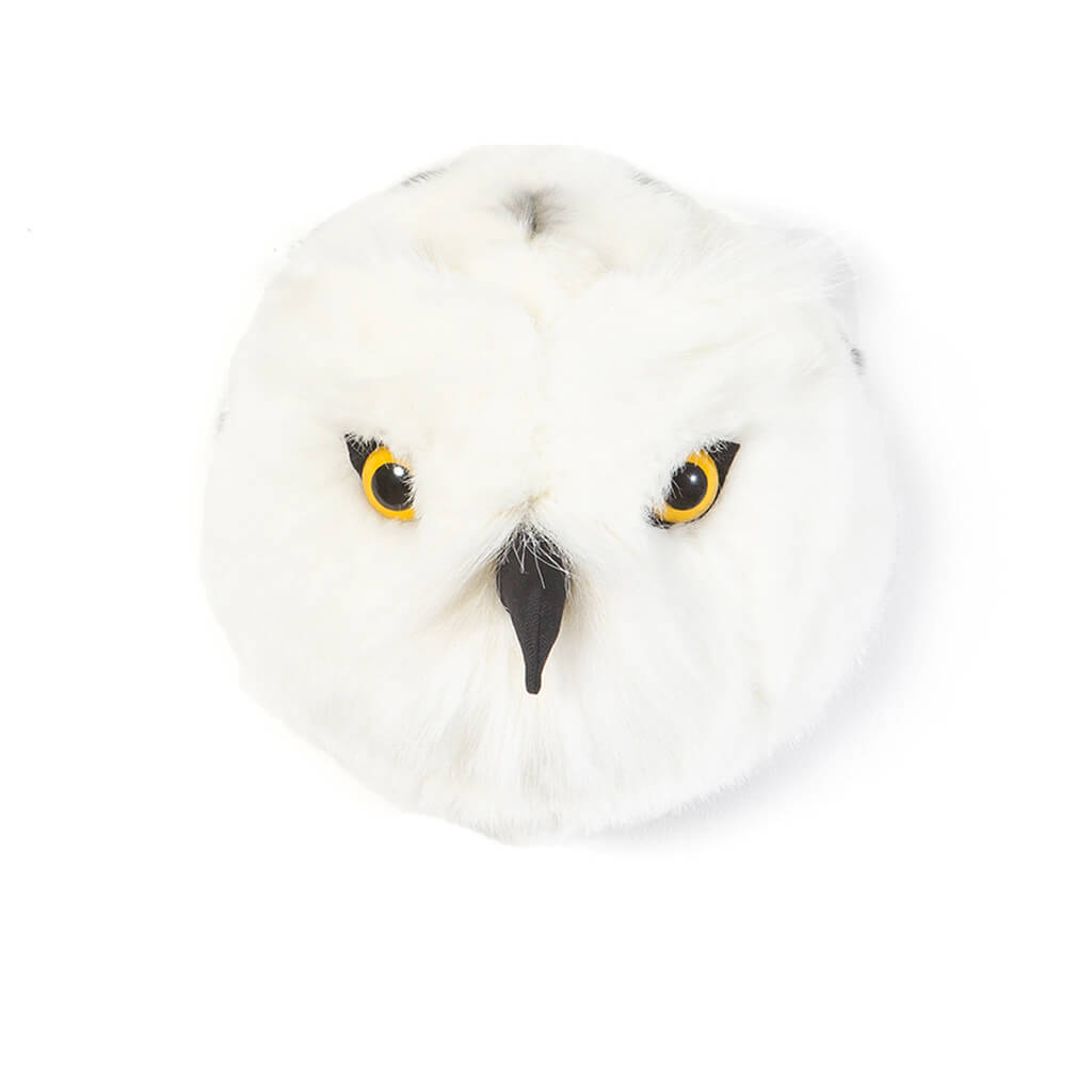 Snowy Owl Chloe